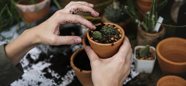 Customiser un pot de fleur en céramique pour donner une nouvelle allure à son jardin